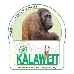 Autocollant Orang-Outan