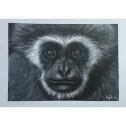 Portrait Gibbon