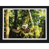 Carte Postale Gibbon Libre
