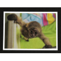 Postcard of young gibbon
