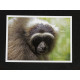 Carte Postale Gibbon Libre