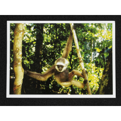 Lot de 5 Cartes Postales