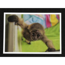 Lot de 5 Cartes Postales