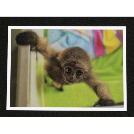 Lot de 5 Cartes Postales
