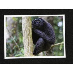 Lot de 5 Cartes Postales