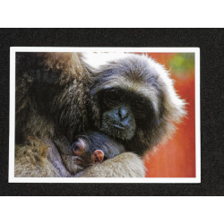 Lot de 5 Cartes Postales