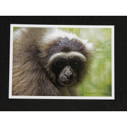 Lot de 5 Cartes Postales