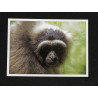Lot de 5 Cartes Postales
