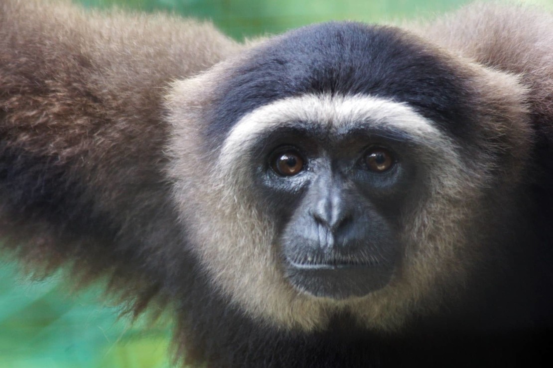 Kalaweit - Gibbon
