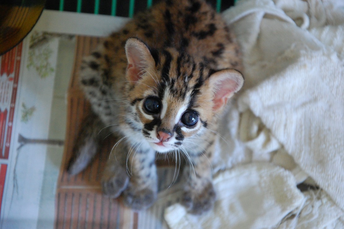 kalaweit - leopard cat